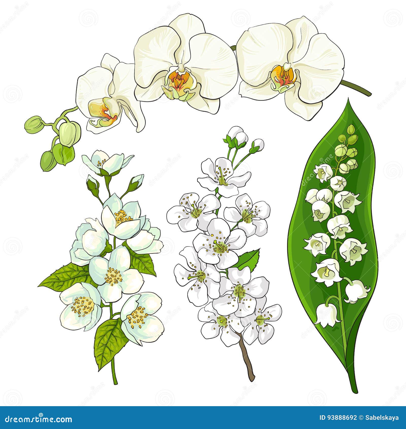 White Flowers Lily Of The Valley Orchid Apple Cherry Blossom Stock Vector Illustration Of Decoration Collection White Flowers Lily Of The Valley Orchid Apple Cherry Blossom Stock Vector Illustration Of Decoration Collection