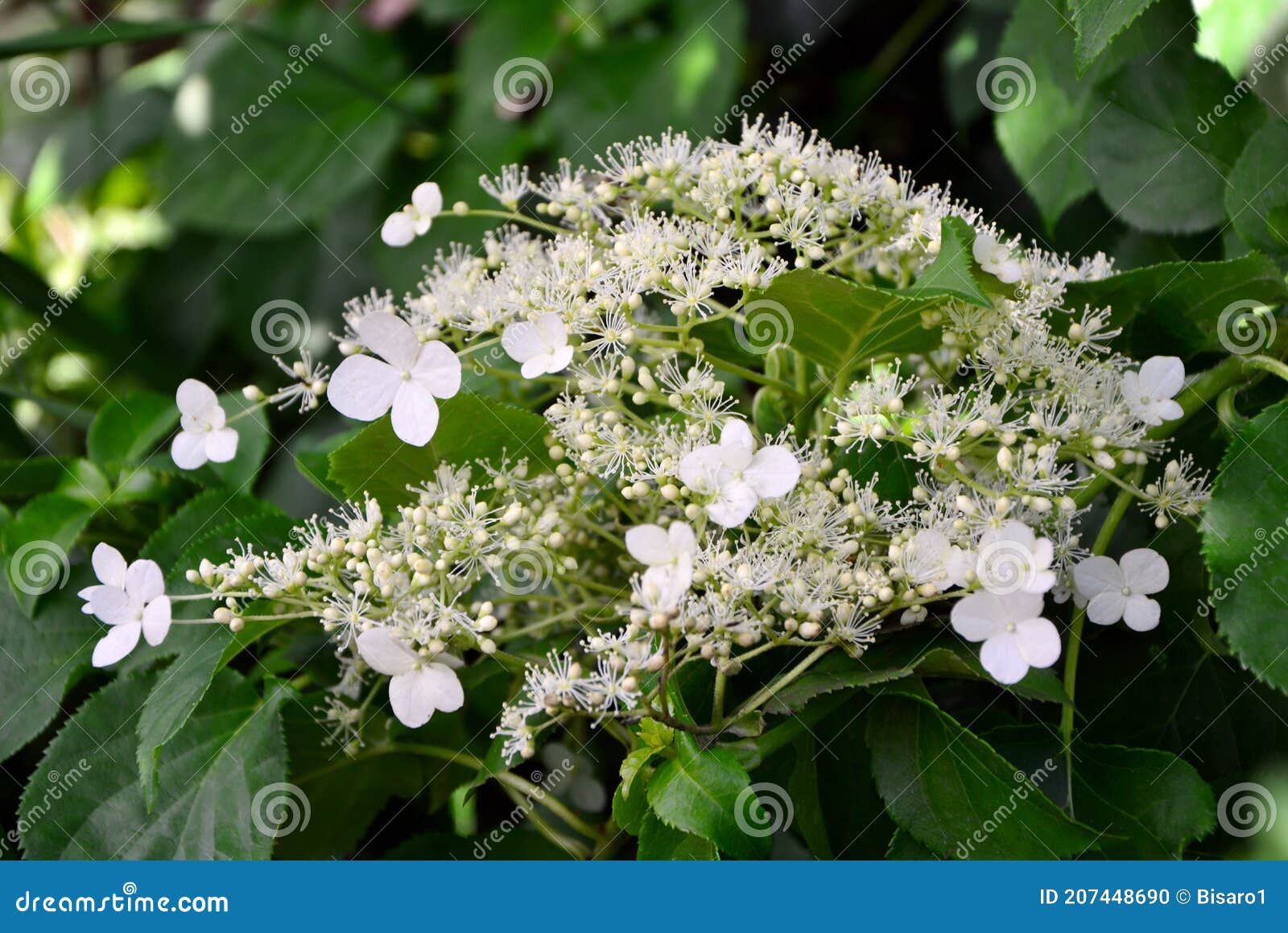 Flowers Of Climbing Hydrangea In The Garden Close Up Stock Photo Image Of Petioles Branch 207448690