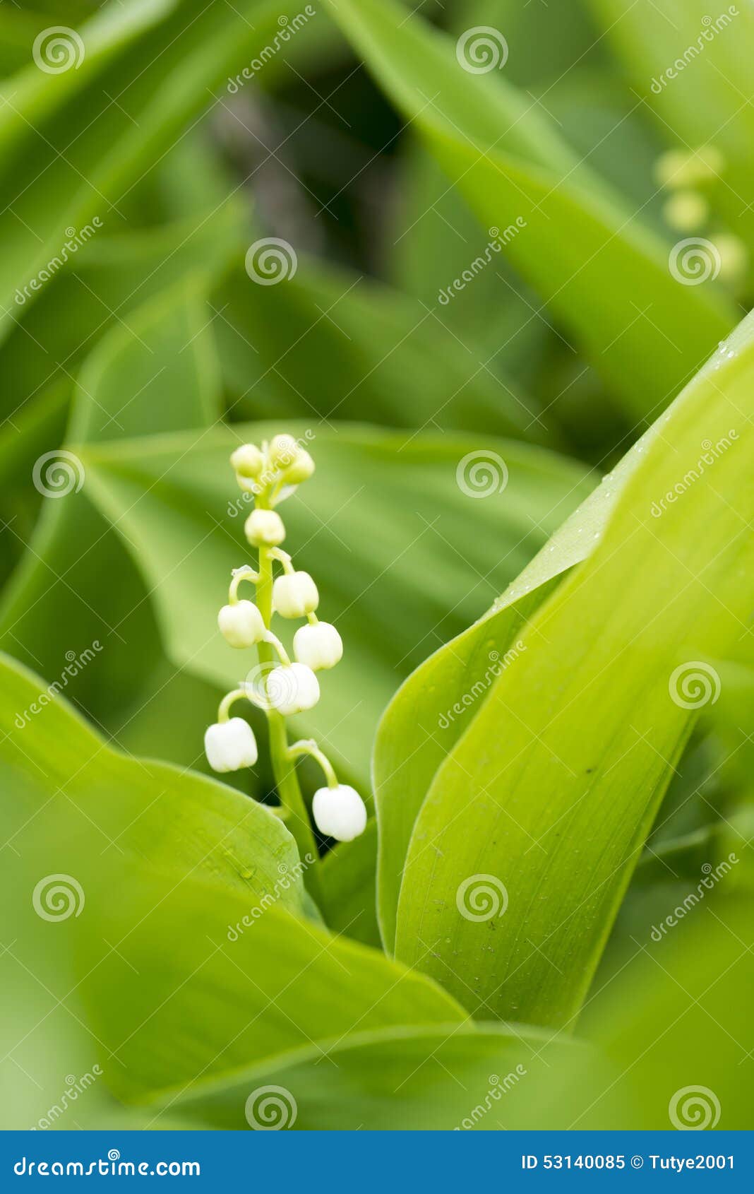 White Flowers of a May Lily of the Valley Convallaria Majalis Stock