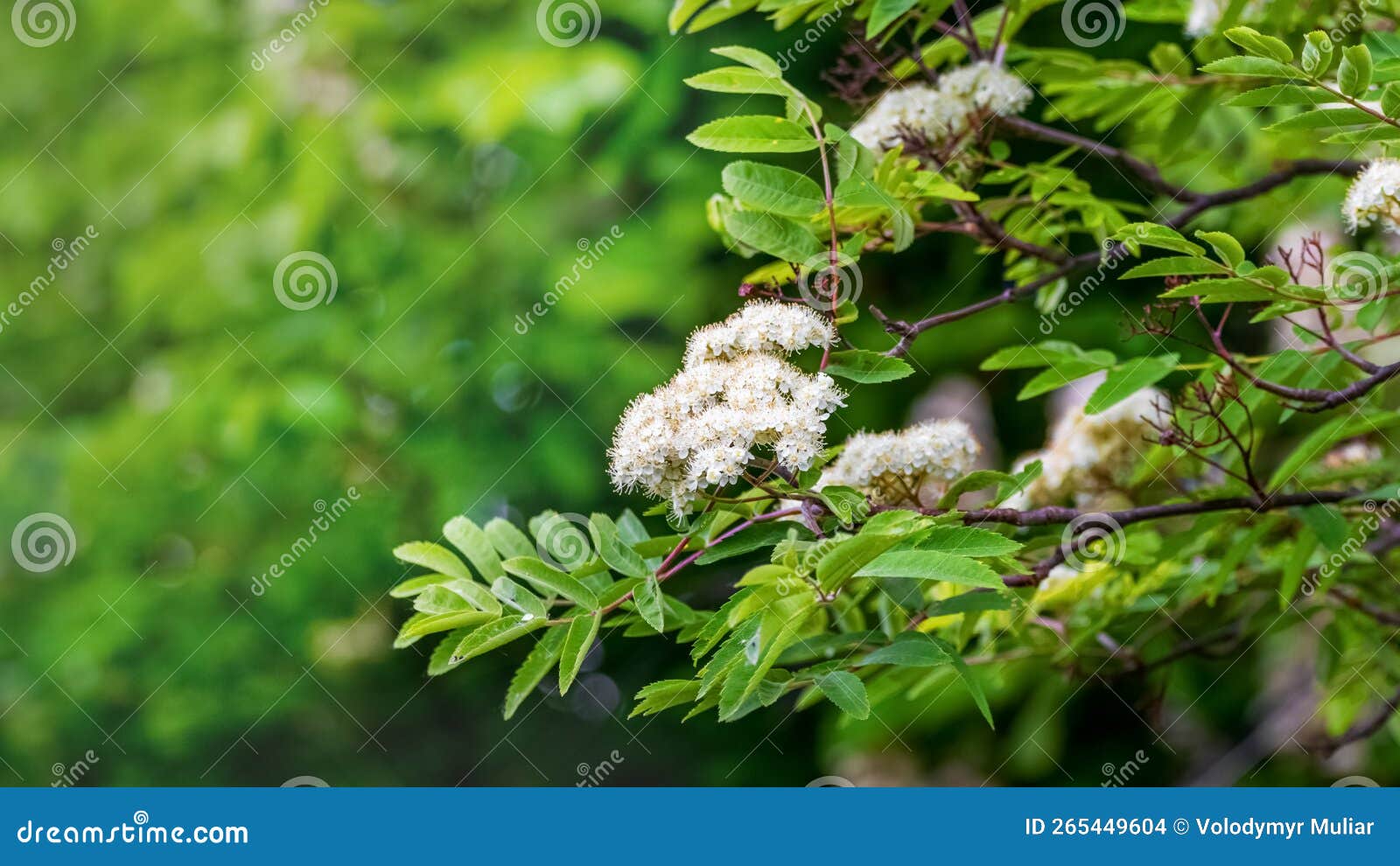 White Flowers of Mountain Ash on a Tree. Rowan Flowering Stock Photo ...