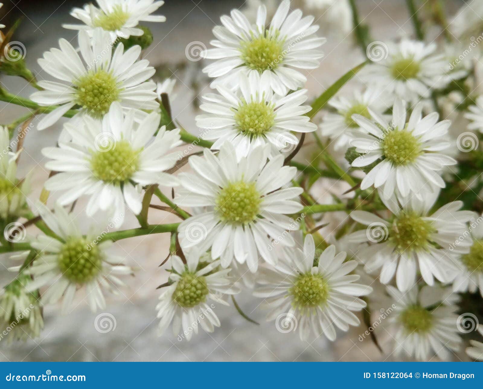 White Flowers in the Night stock photo. Image of flowers 158122064