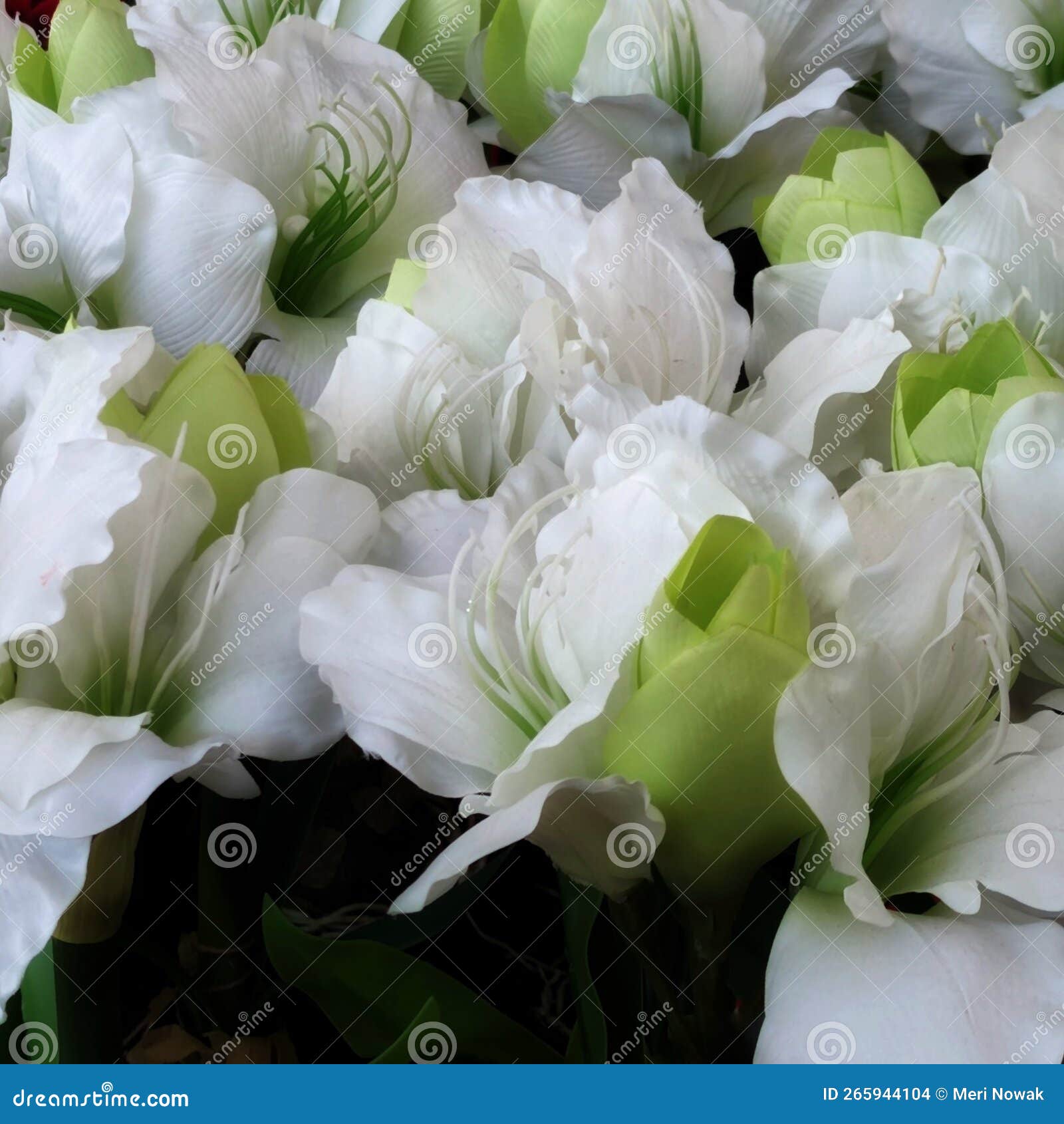 White Flowers are Not Alive Stock Photo Image of flower, flowers