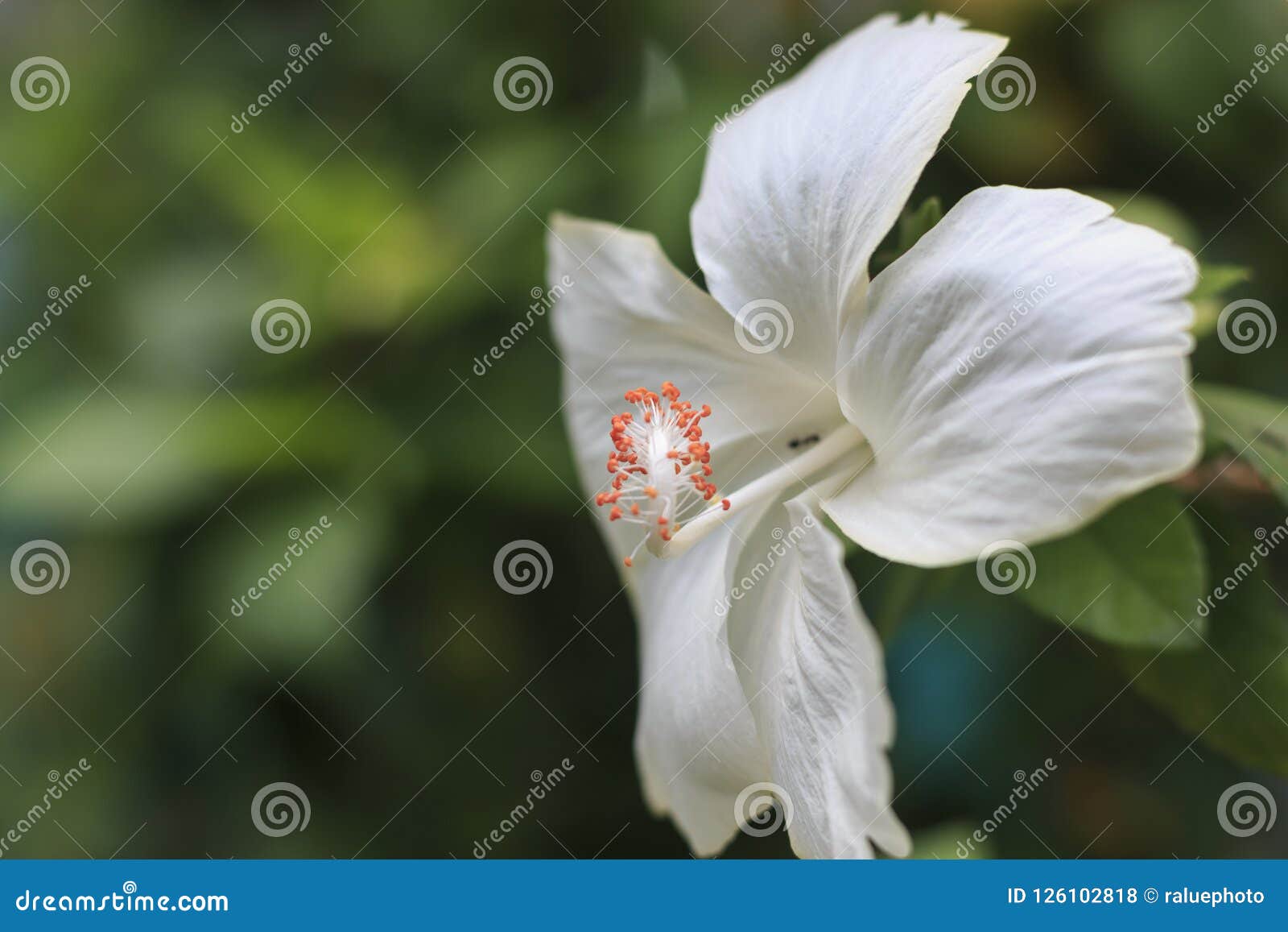 White Flowers with Orange Pollen. Stock Photo Image of season