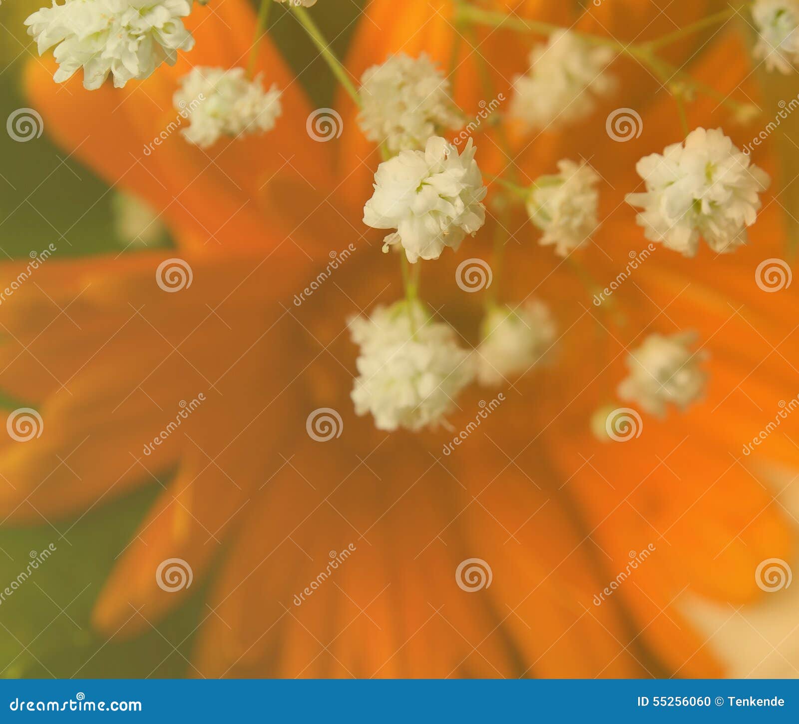 White flowers on orange stock photo. Image of summer 55256060