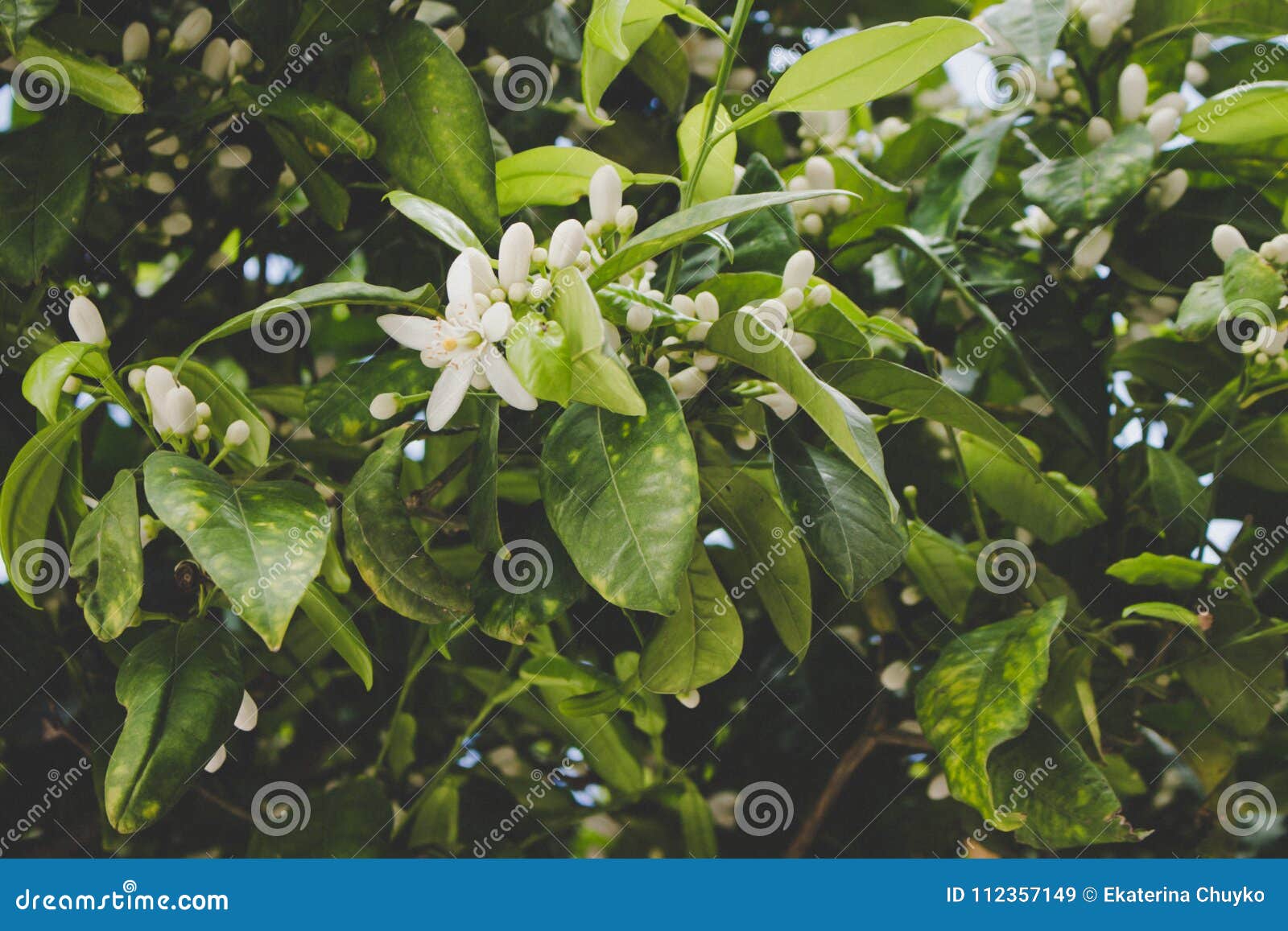 White flowers. stock image. Image of flower, season 112357149