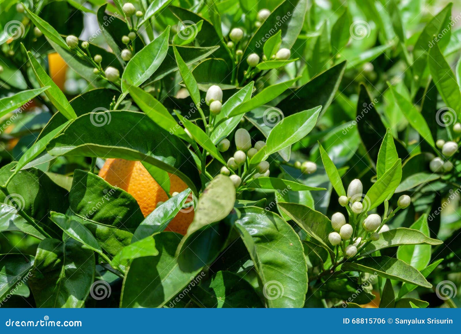 White flowers and oranges stock photo. Image of food 68815706