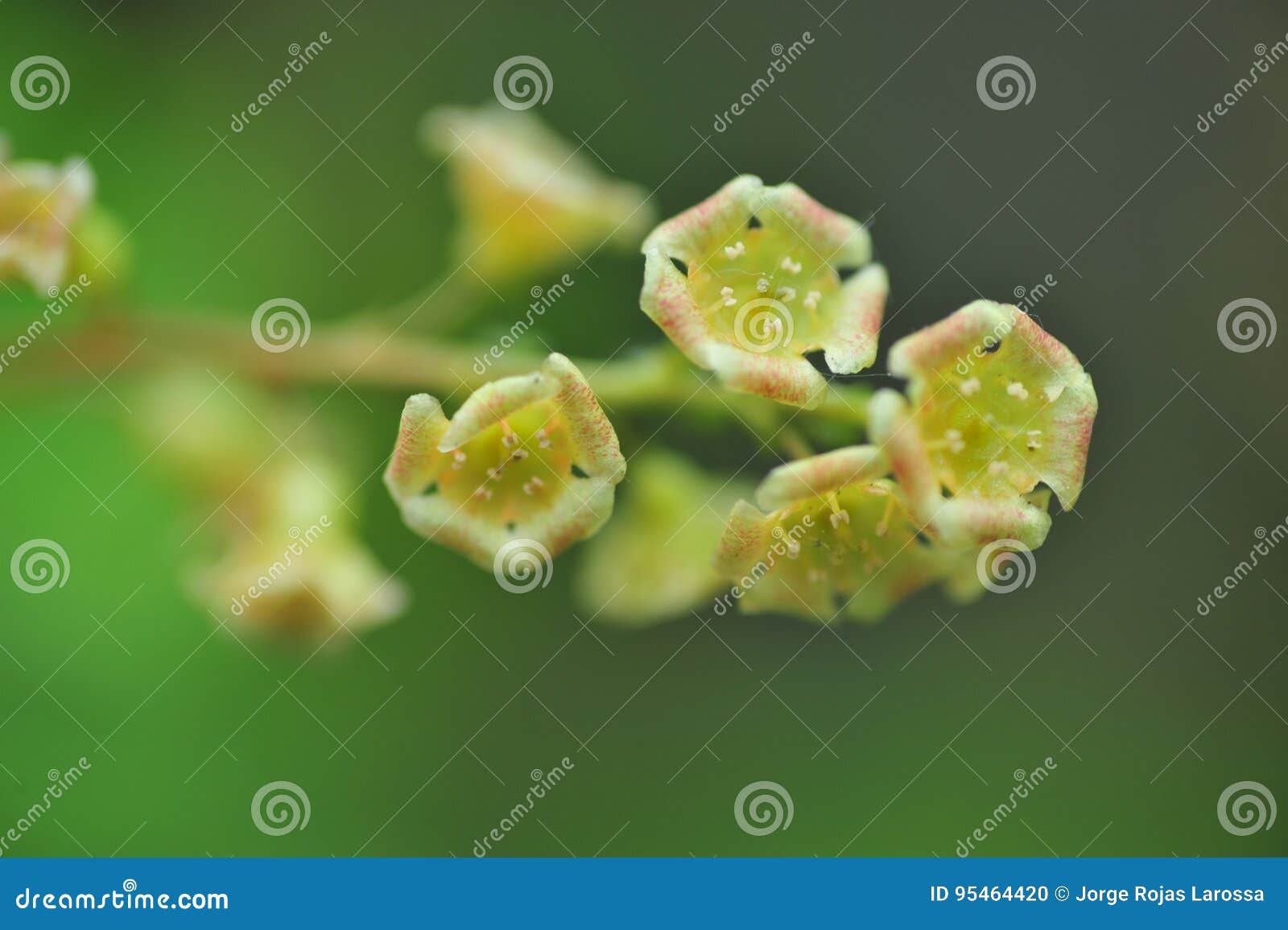 white flowers in a park