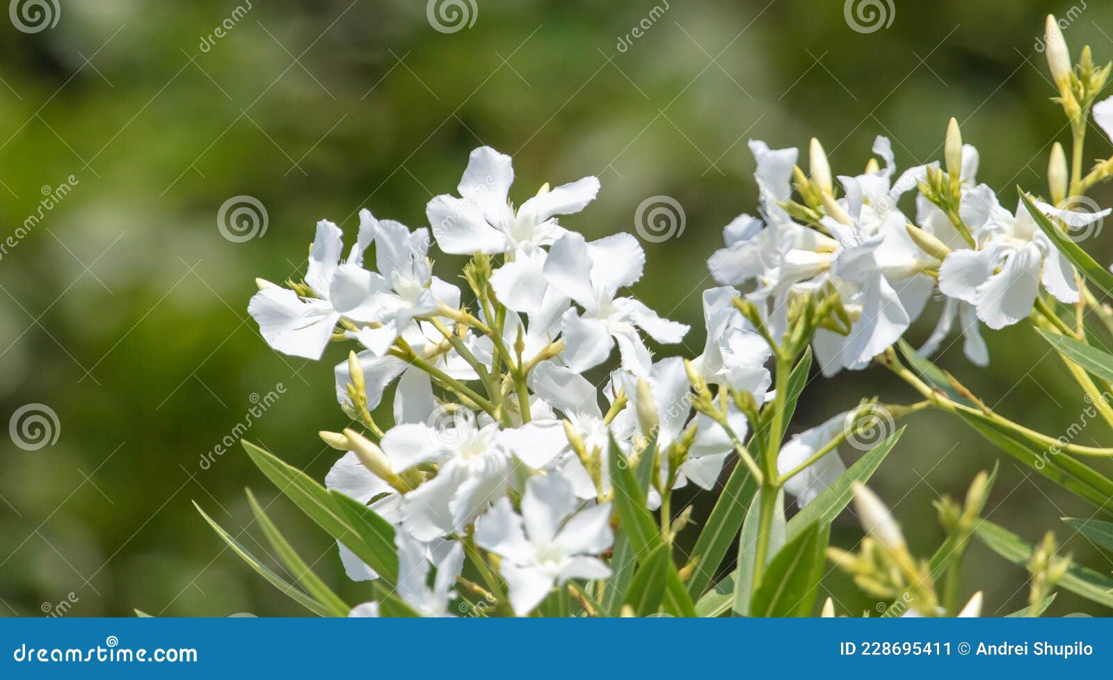 White Flowers in the Park in Summer. Stock Image Image of bloom