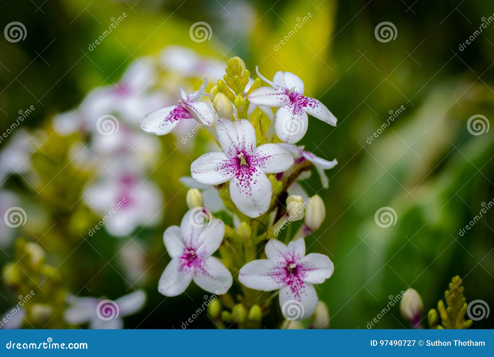 White flowers, pink spots stock image. Image of color 97490727