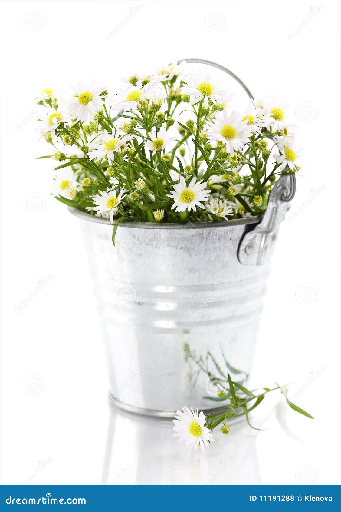 White flowers in a pot stock photo. Image of bright, detail 11191288