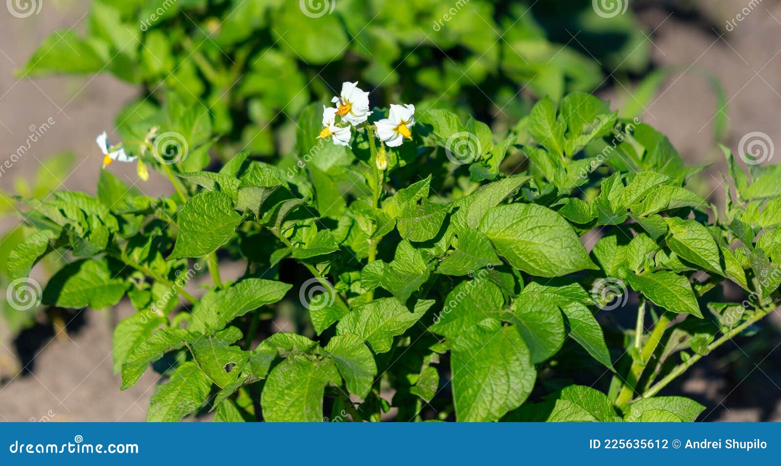White Flowers on Potatoes in Vegetable Garden. Stock Photo Image of