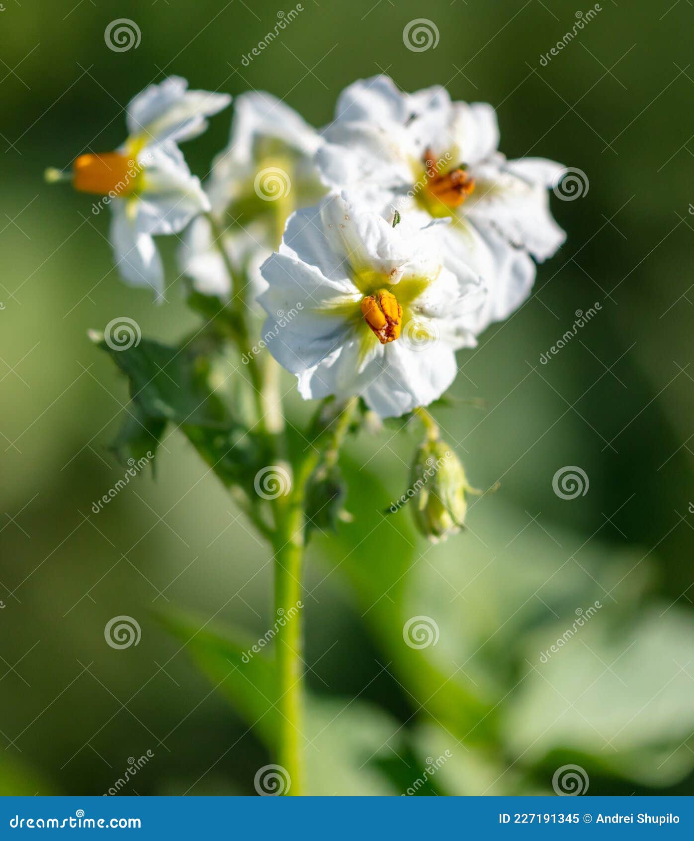 White Flowers on Potatoes in Vegetable Garden. Stock Image Image of