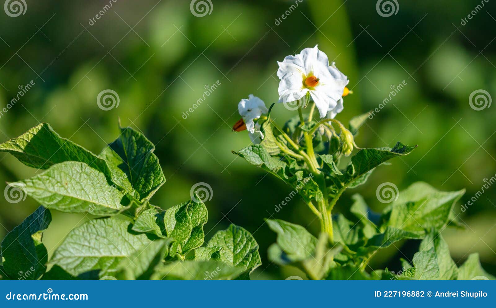 White Flowers on Potatoes in Vegetable Garden. Stock Photo Image of