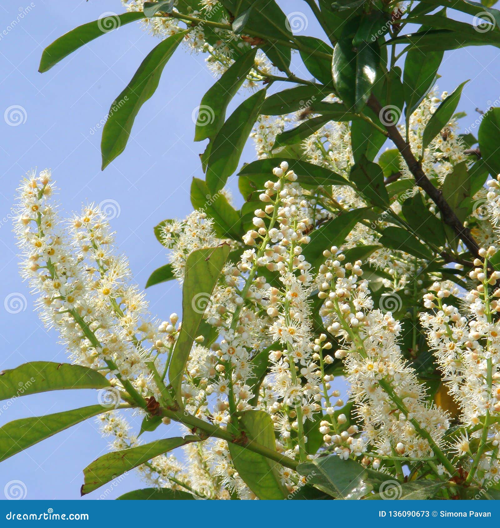 Prunus Laurocerasus White Blossom Stock Image - Image of gardening ...