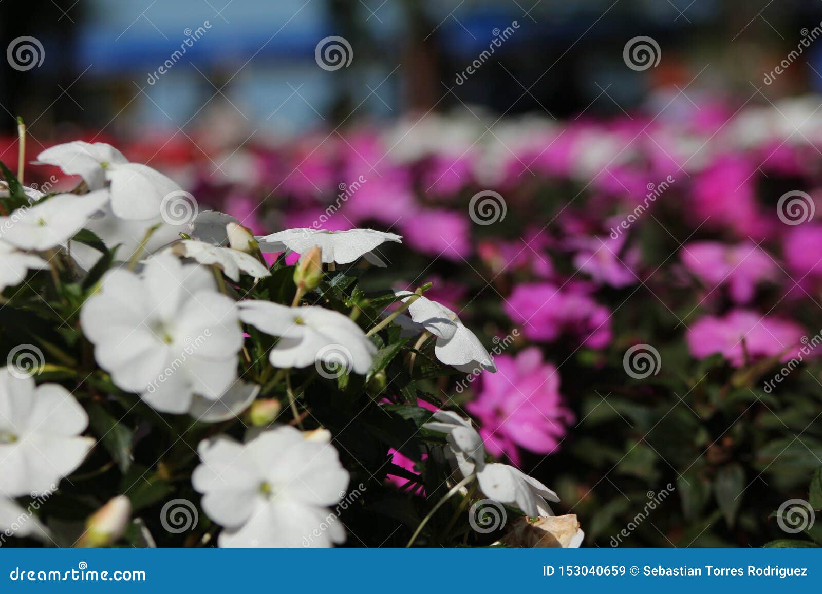 white flowers with purple flowers