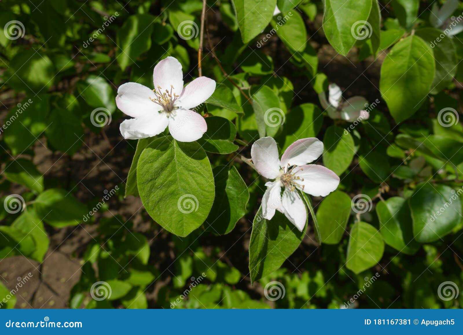 2 White Flowers of Quince in May Stock Image Image of bloom, fruit 181167381
