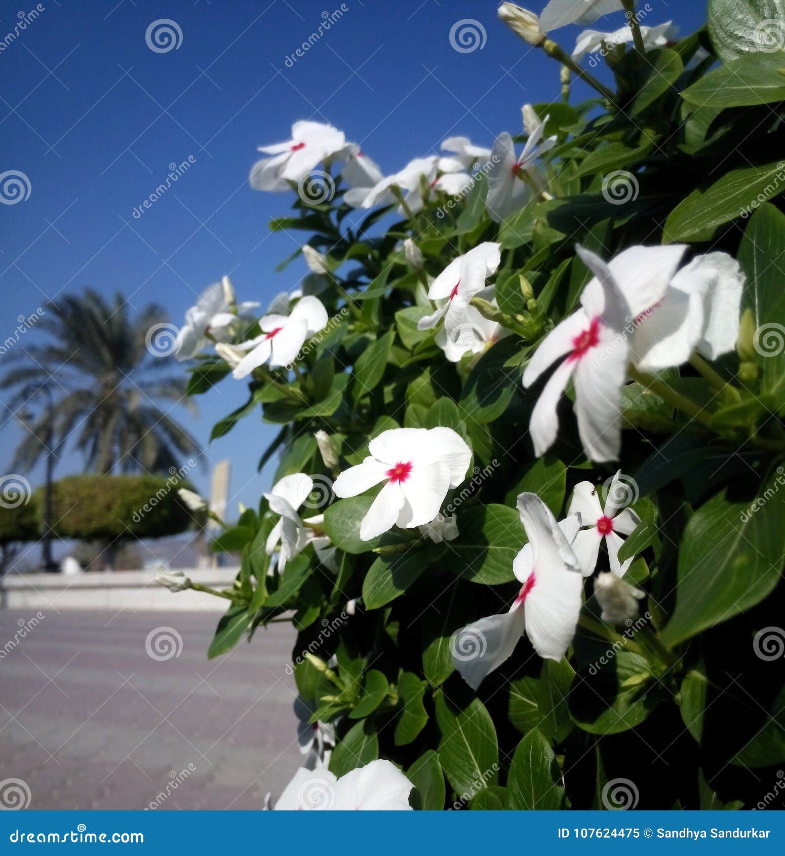 White Flowers with Red Dots Stock Image Image of green, beautiful