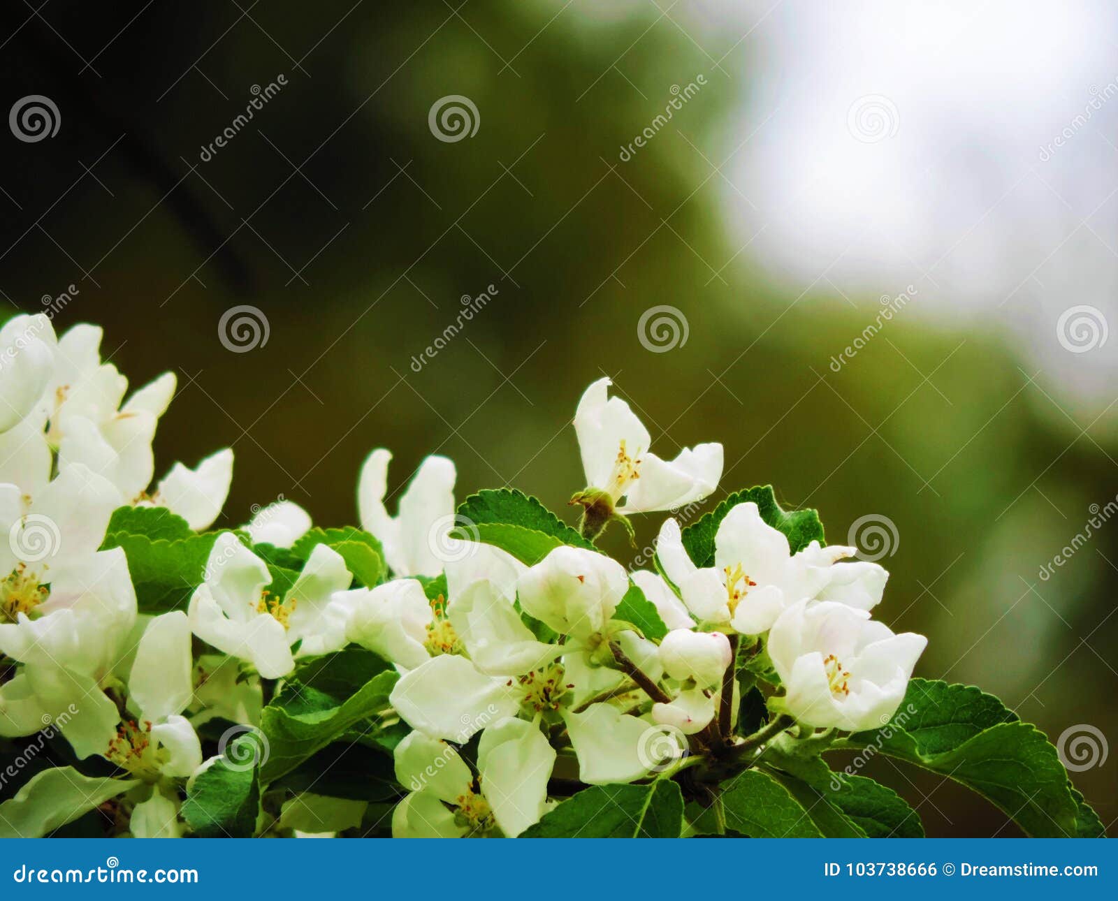 white flowers in romantic day