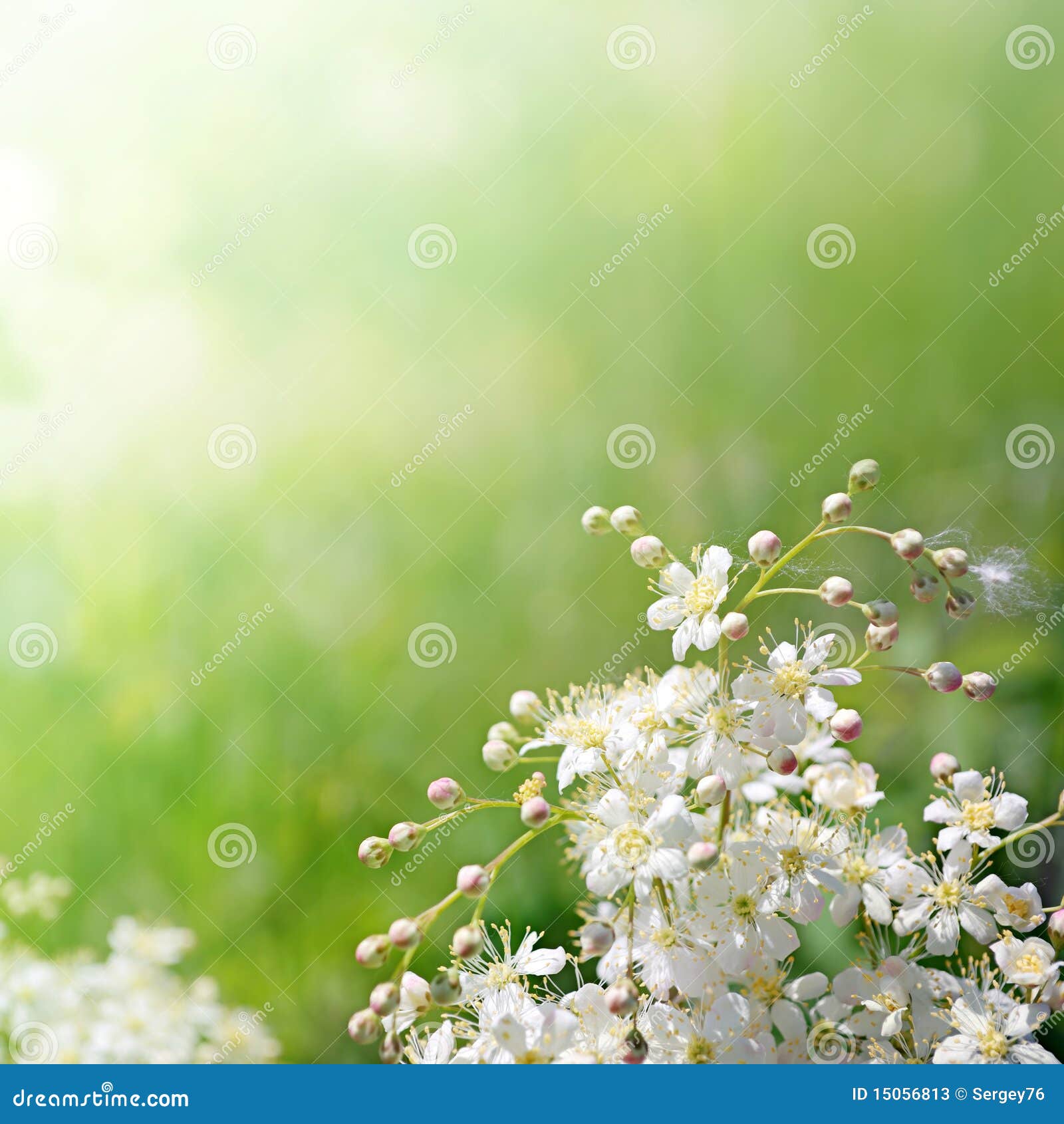 White Flowers In Soft Focus Stock Image Image of background, organic