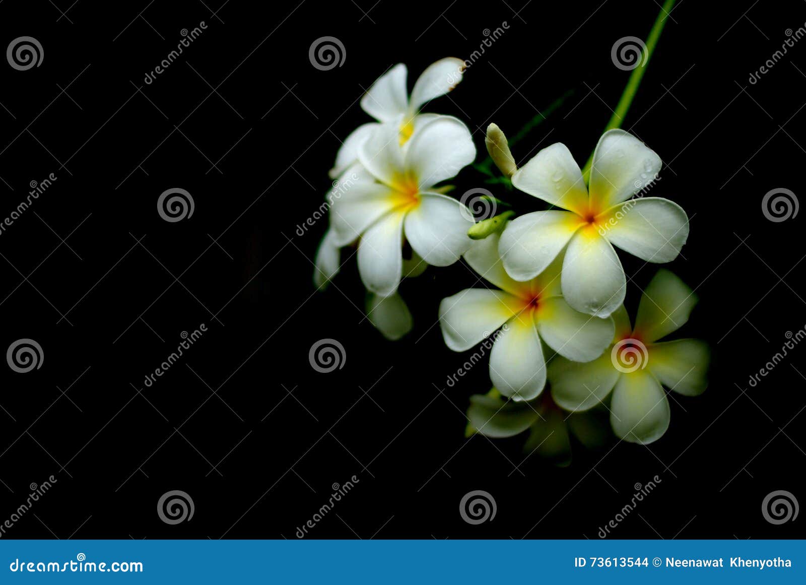 White Flowers of Southeast Asia Stock Photo Image of religious, large
