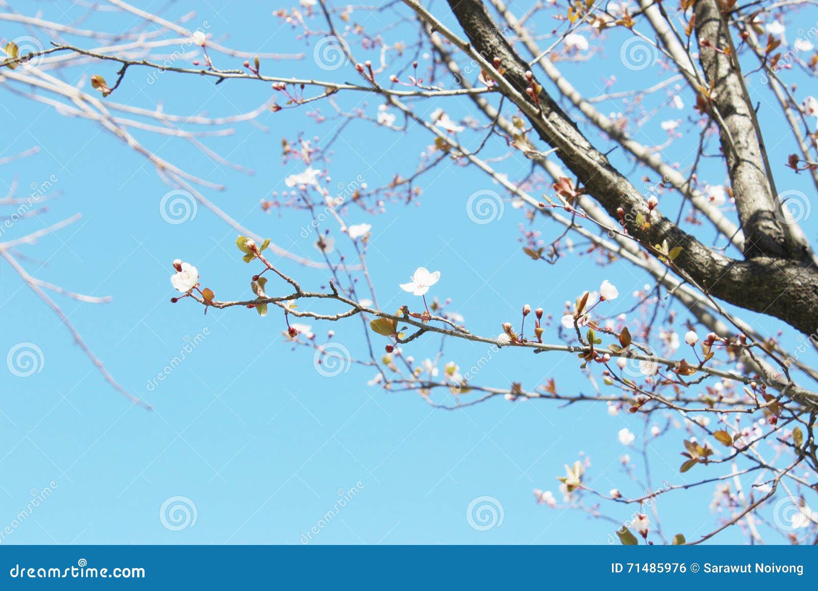 White flowers in spring. stock photo. Image of blooming 71485976