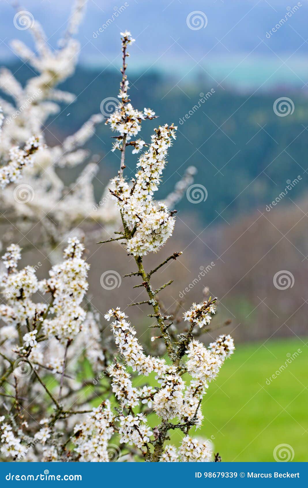 White Flowers in the Spring on the Tree Stock Image Image of fruit