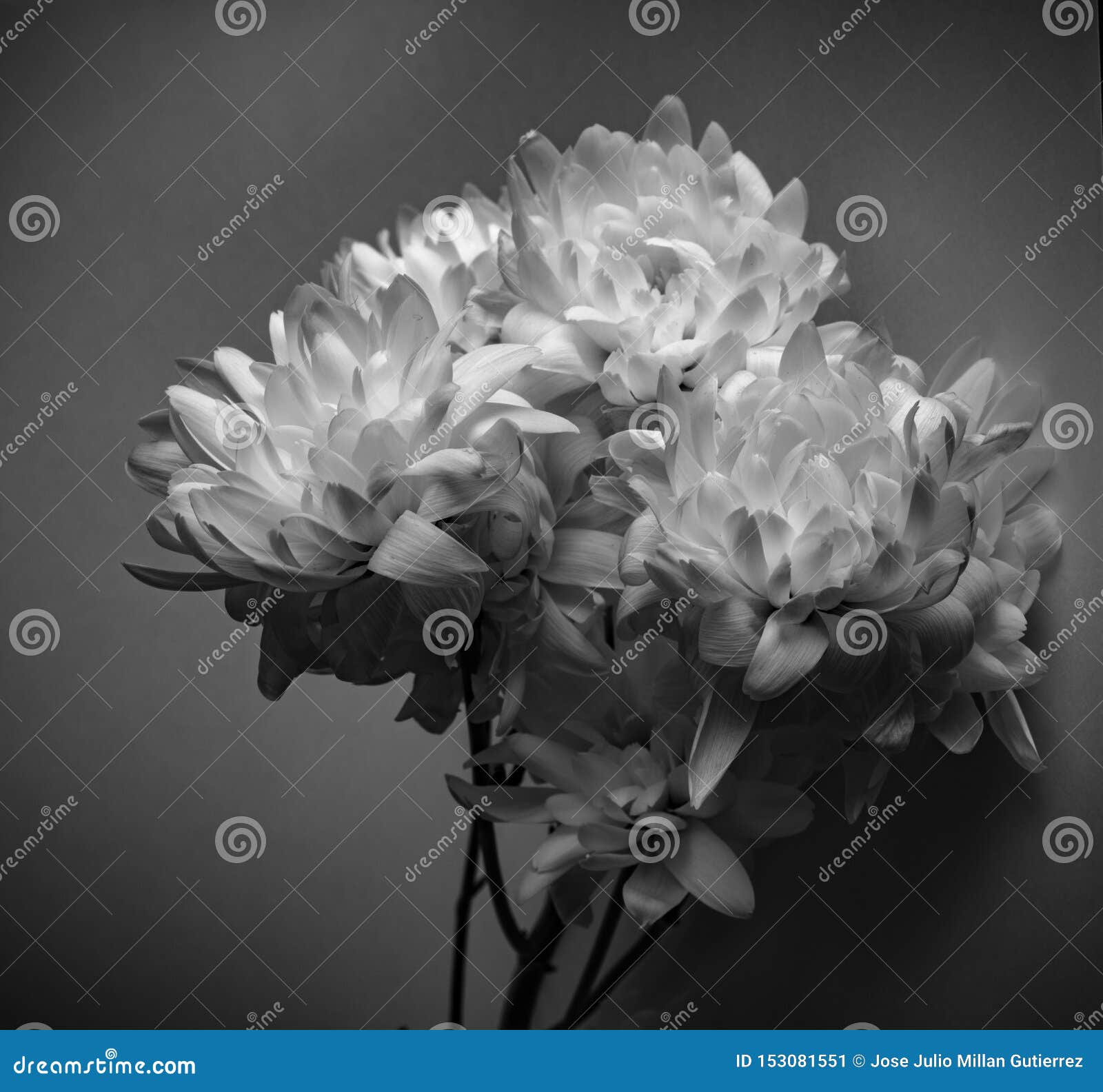 white flowers in studio