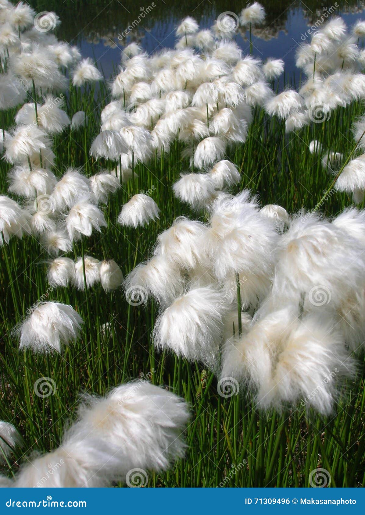 white flowers in the swiss alps near spitzmeilen