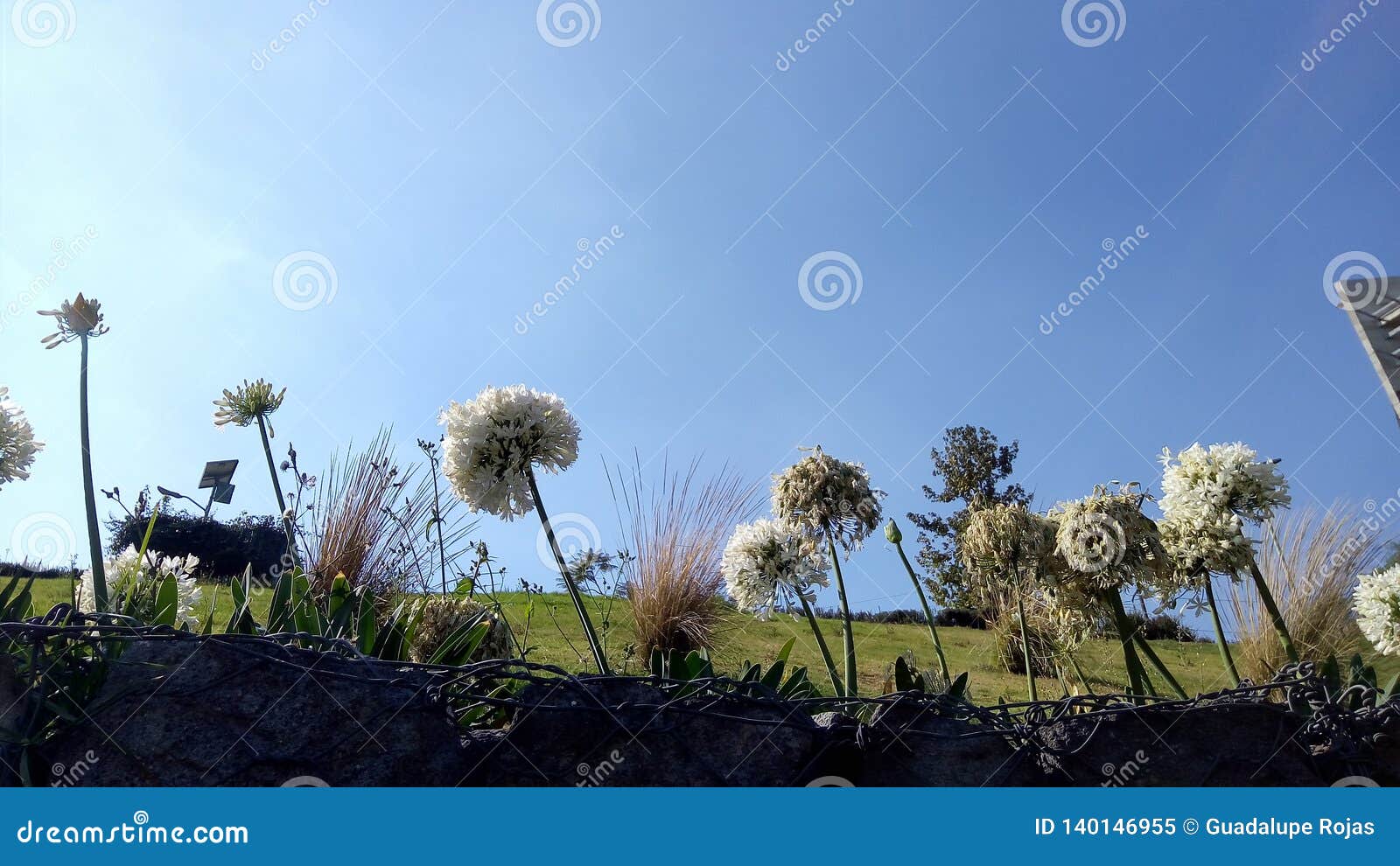 white flowers with thin petals against the light