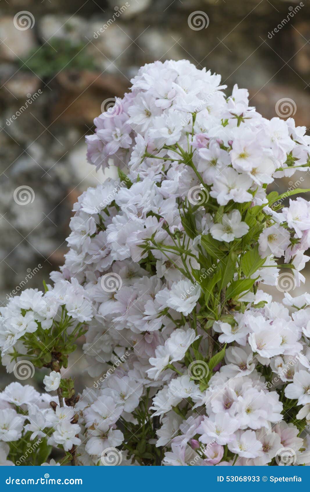 White flowers on tree stock image. Image of nature, blooming 53068933