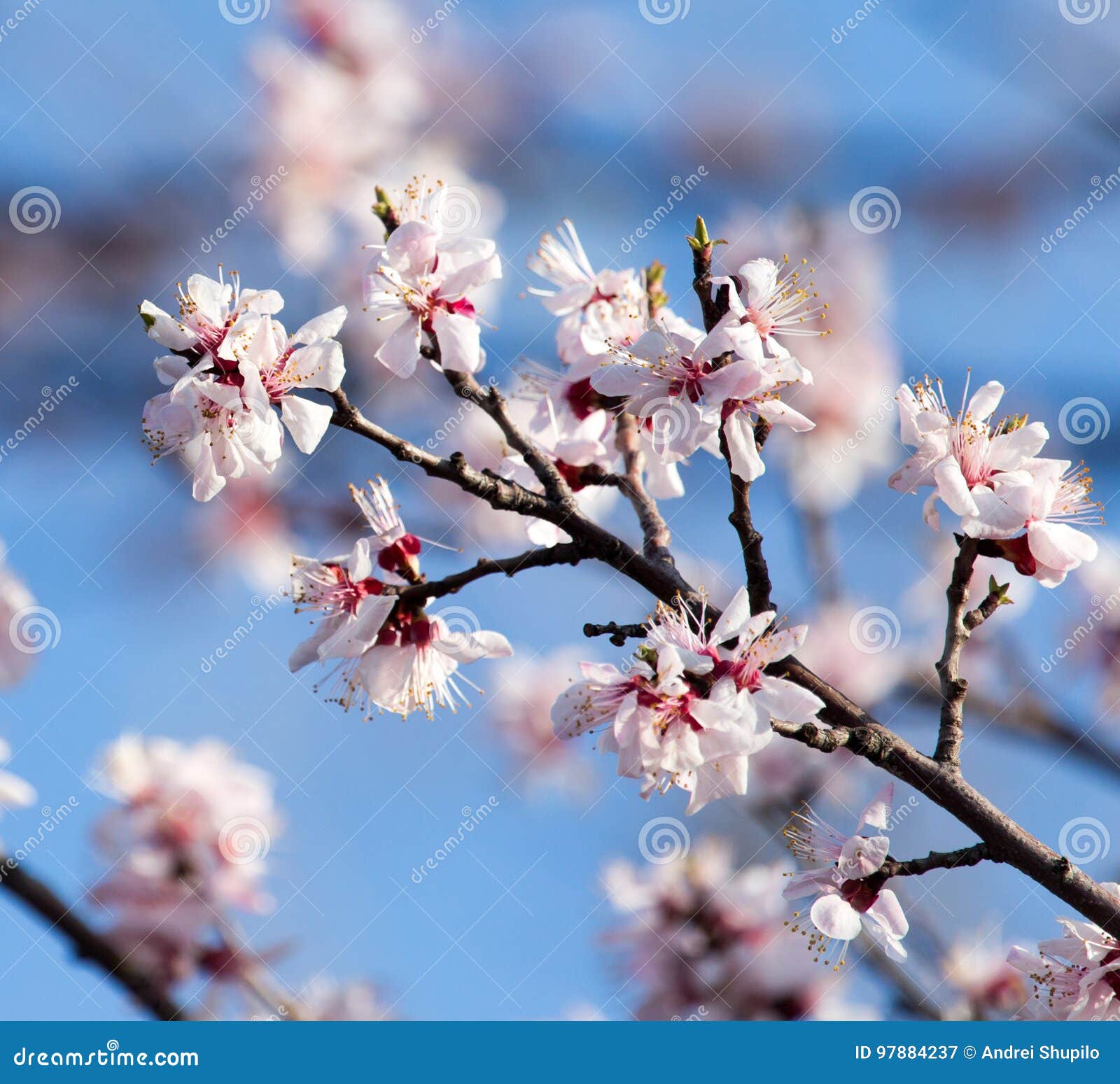 White Flowers on the Tree in Nature Stock Image Image of soft, macro 97884237