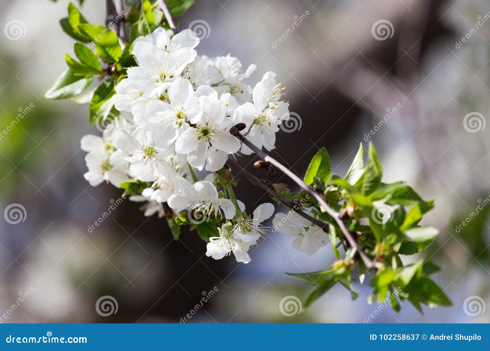 White Flowers on the Tree in Nature Stock Image Image of border, abstract 102258637