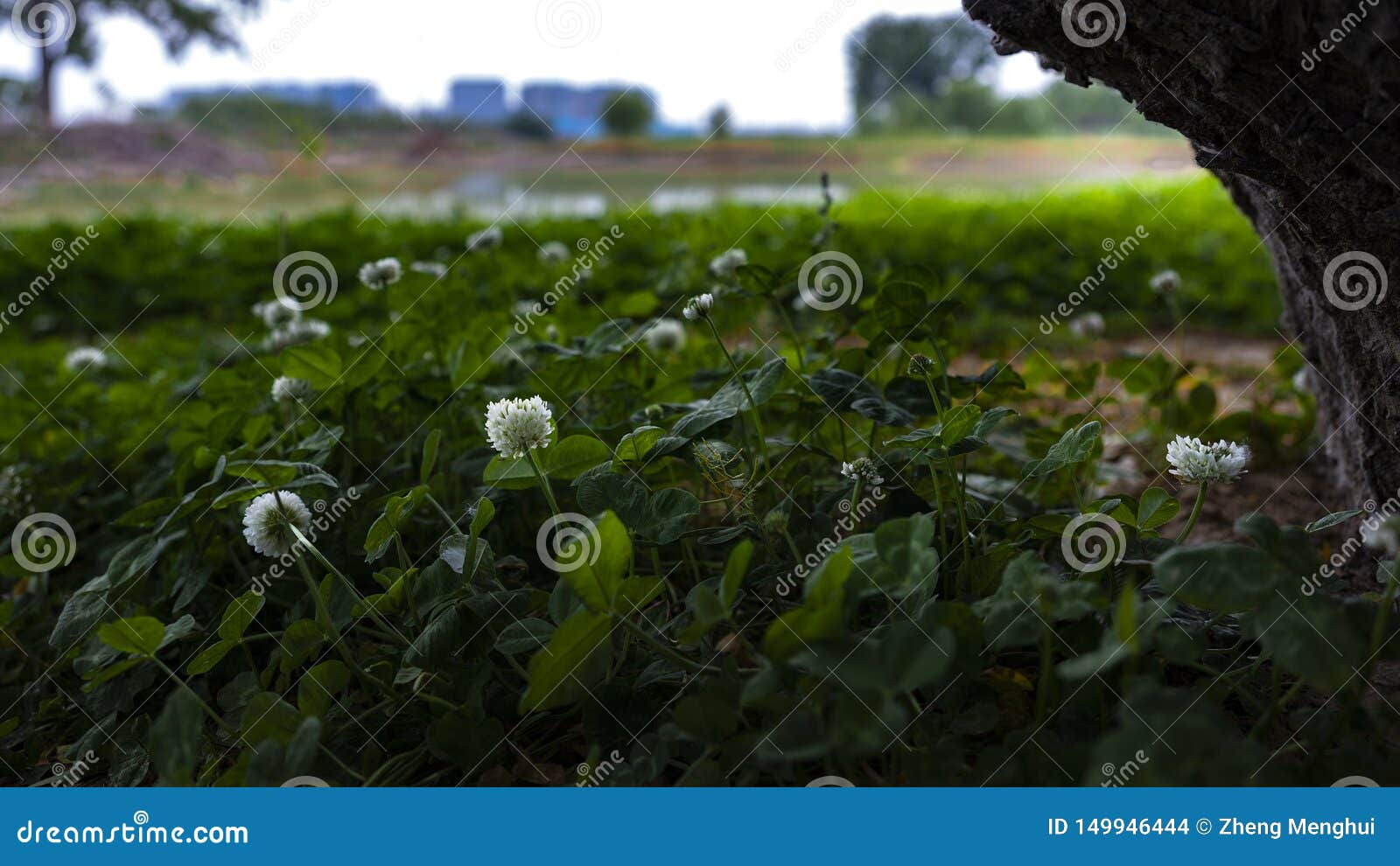 White flowers under tree. stock photo. Image of landscape 149946444