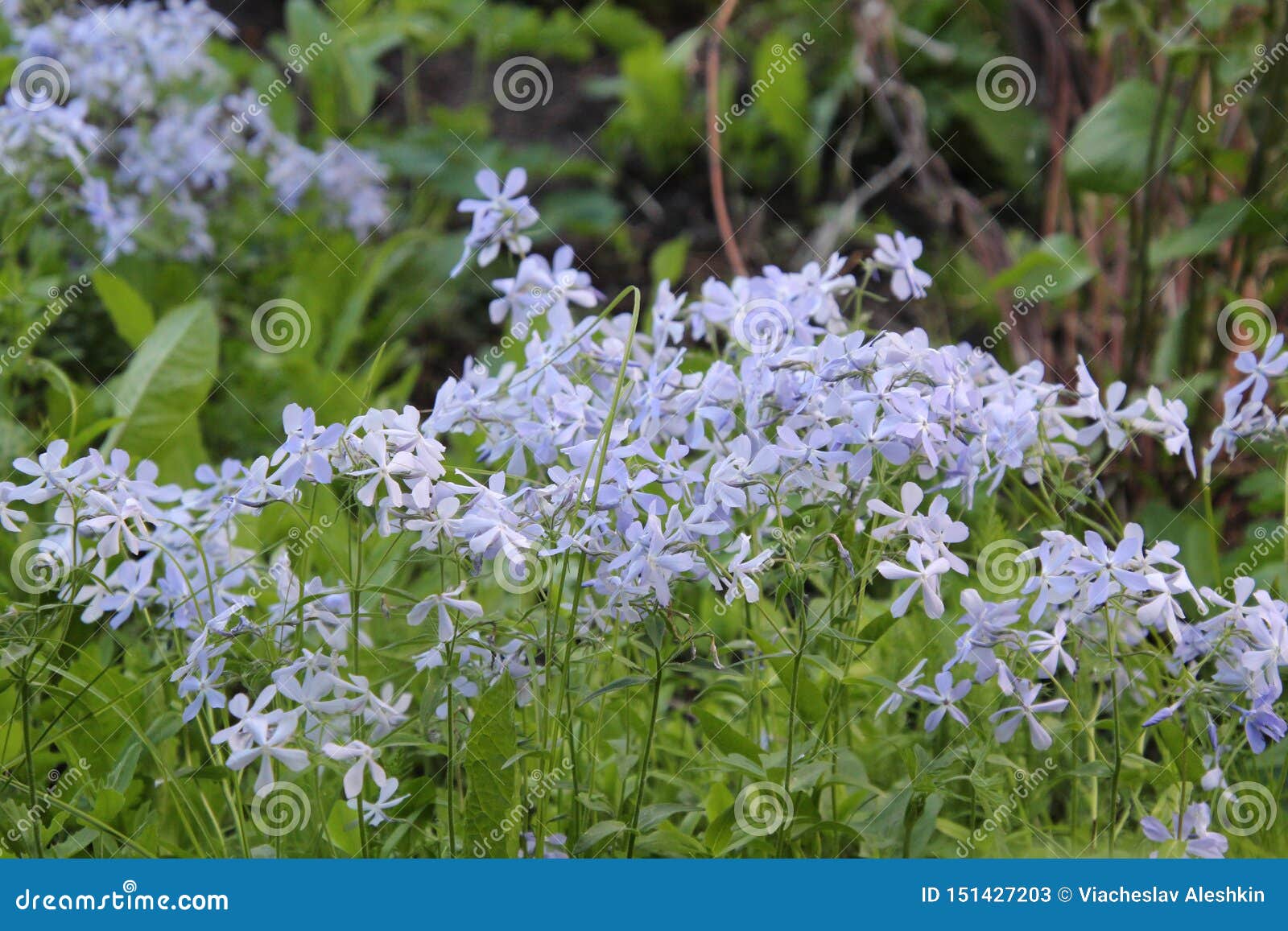 Flowers in the Village Garden Stock Image Image of diversity