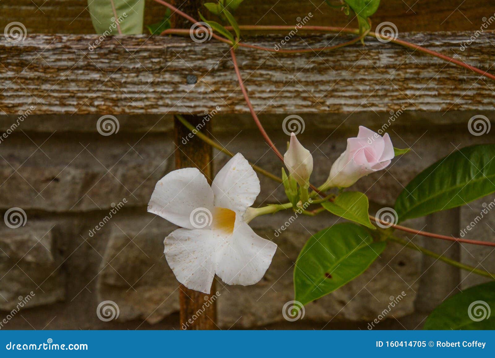 White Flowers on the Vine stock image. Image of green 160414705