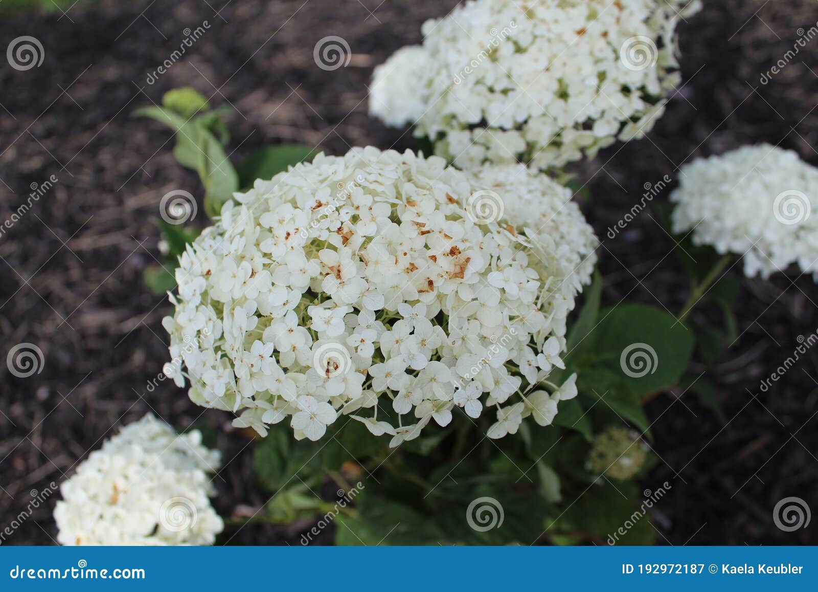 White Flowers stock image. Image of white, pretty, nature 192972187