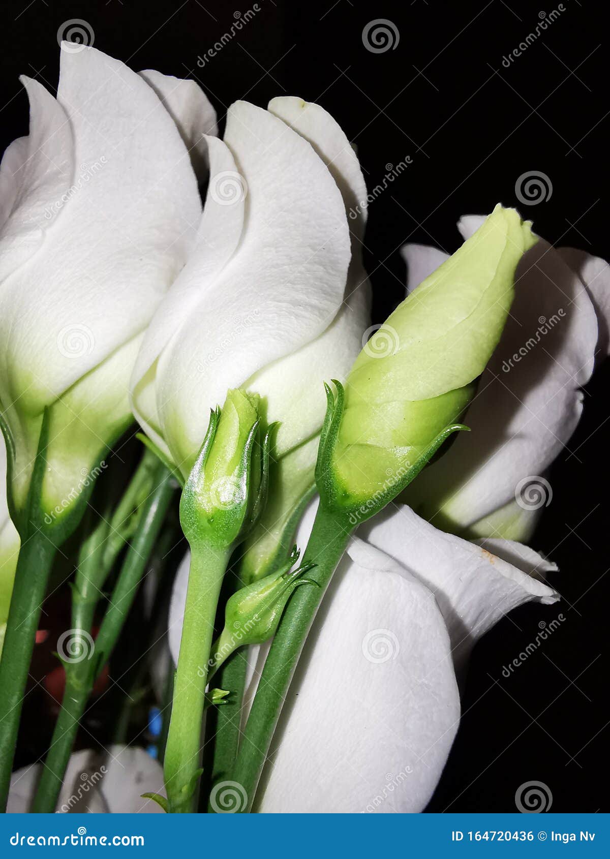 white flowers dancing in the dark