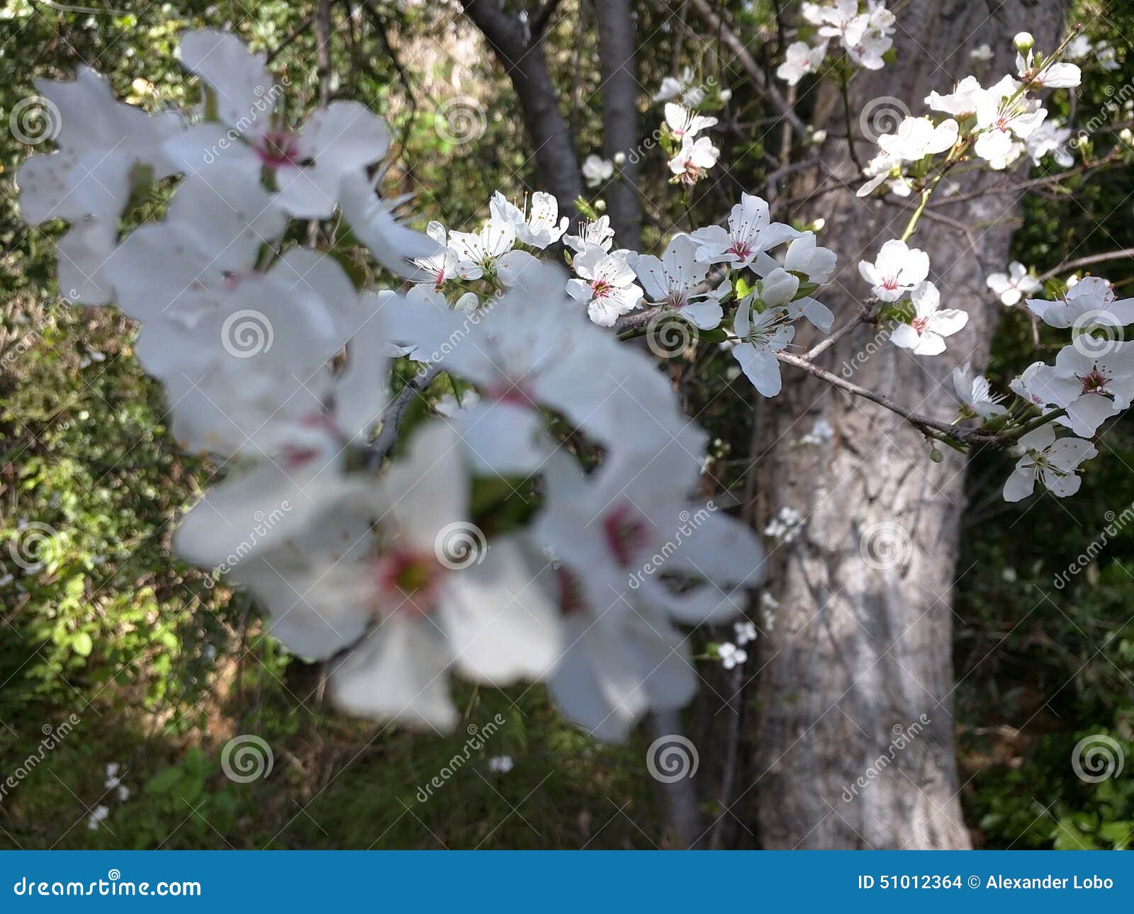 White Flowers during Winter! Stock Photo Image of shot, white 51012364