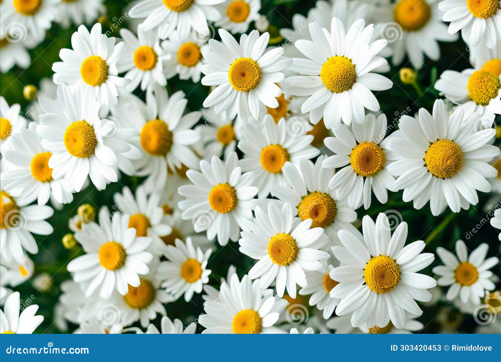 A Bunch of White Flowers with