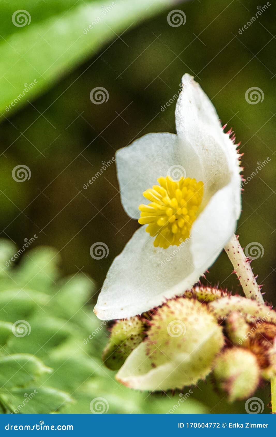 white flowers with yellow pistils