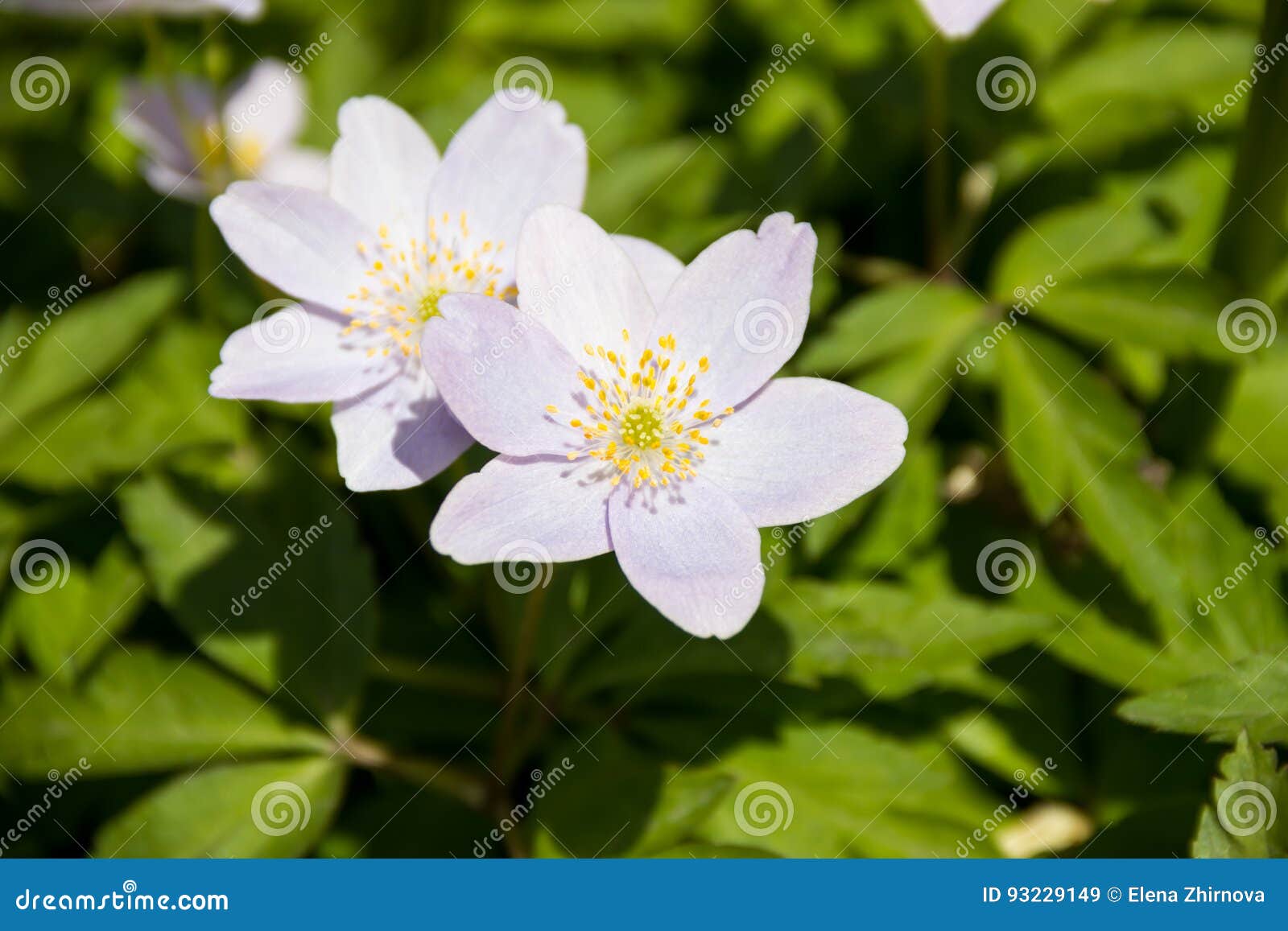 White Flowers with Yellow Stamens Stock Image Image of spring