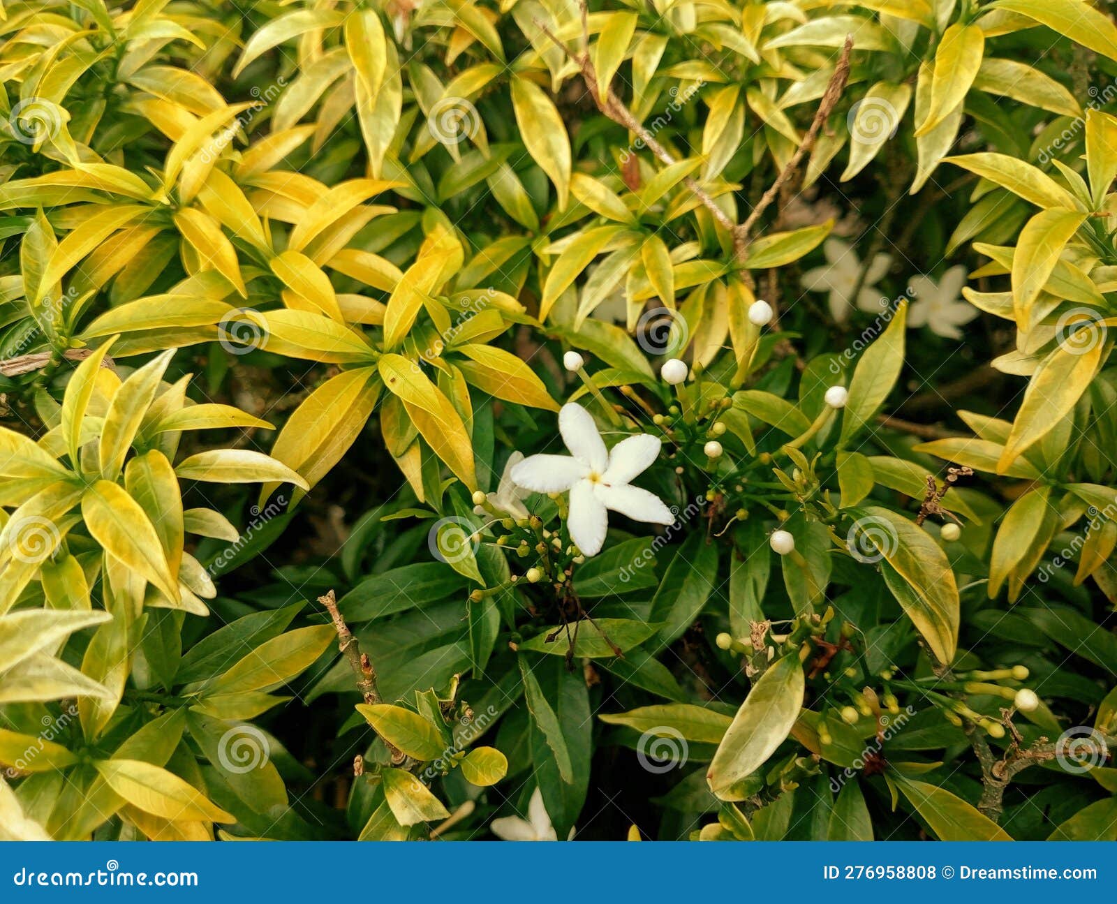 White Flowers with Yellowing Leaves Stock Photo Image of leaves
