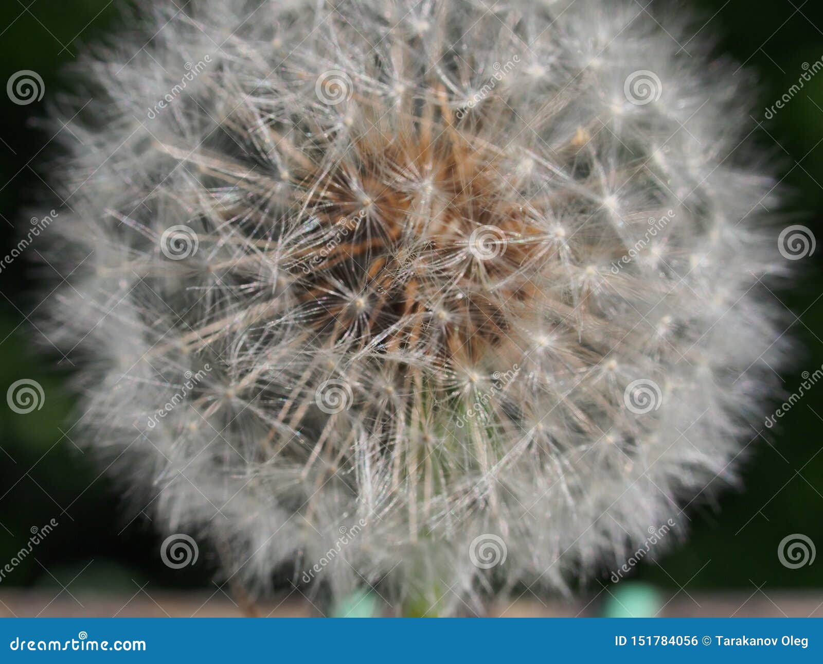 White Fluff of Dandelion Seeds. Reproduction of Plants Stock Photo - Image  of soft, blossom: 151784056