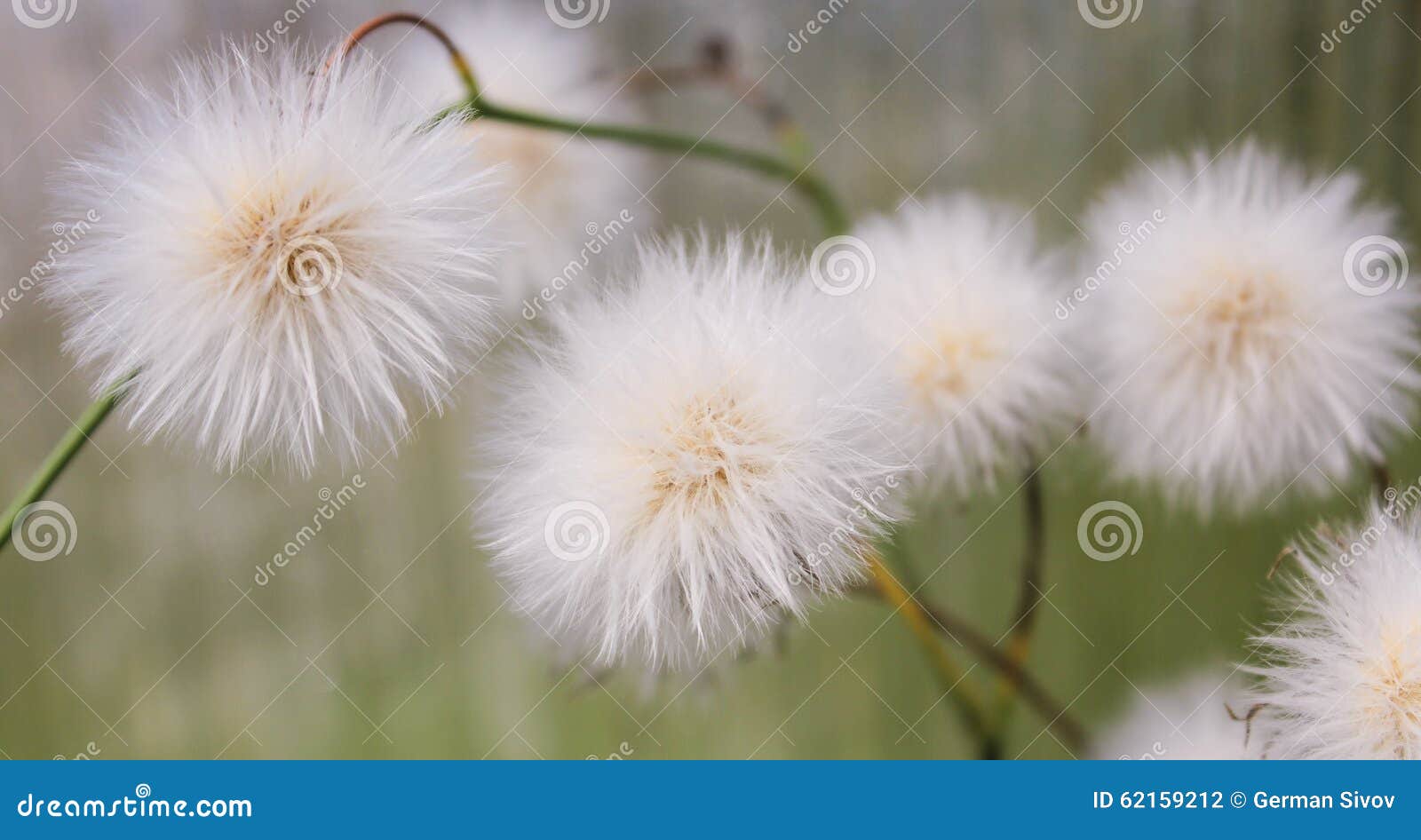 White fluffy balls stock photo. Image of green, natural 62159212
