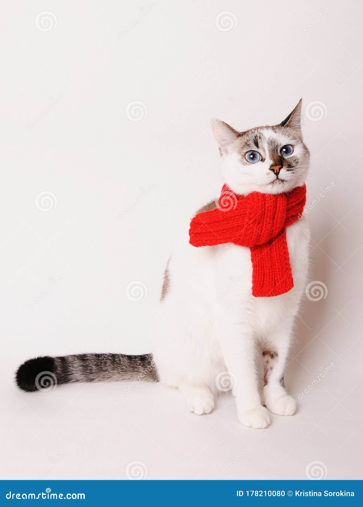 white fluffy blue-eyed cat in a red knitted scarf. on white background, 