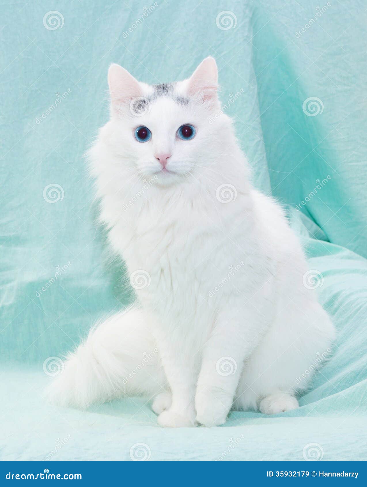 Snowfall White-fluffy-cat-blue-eyes-sitting-pale-green-background-35932179