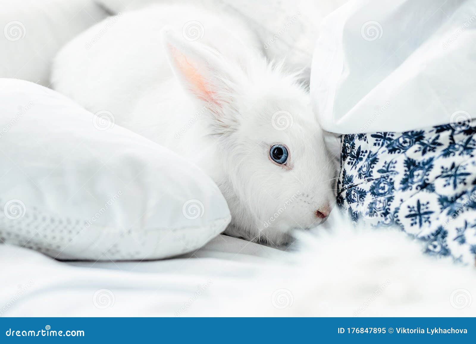 Blue eyed bunny