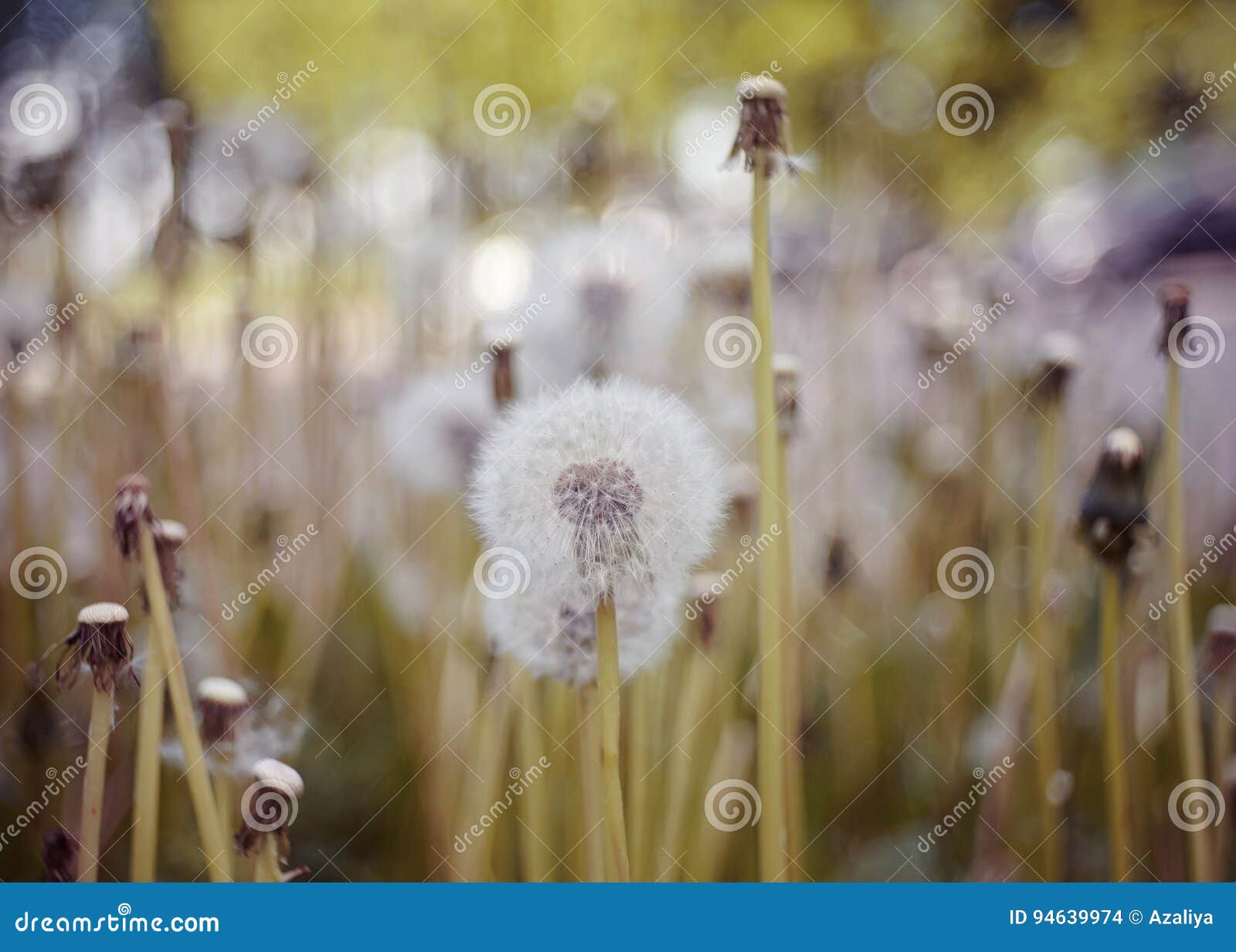 White Fluffy Flowers of Dandelions Stock Photo Image of flora