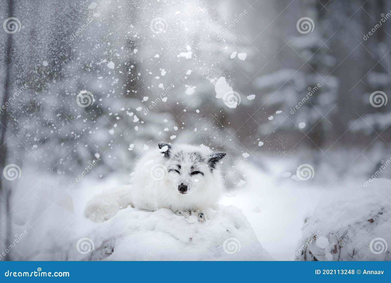 White Fox in the Snow. Wild Animal in Nature Stock Photo Image of