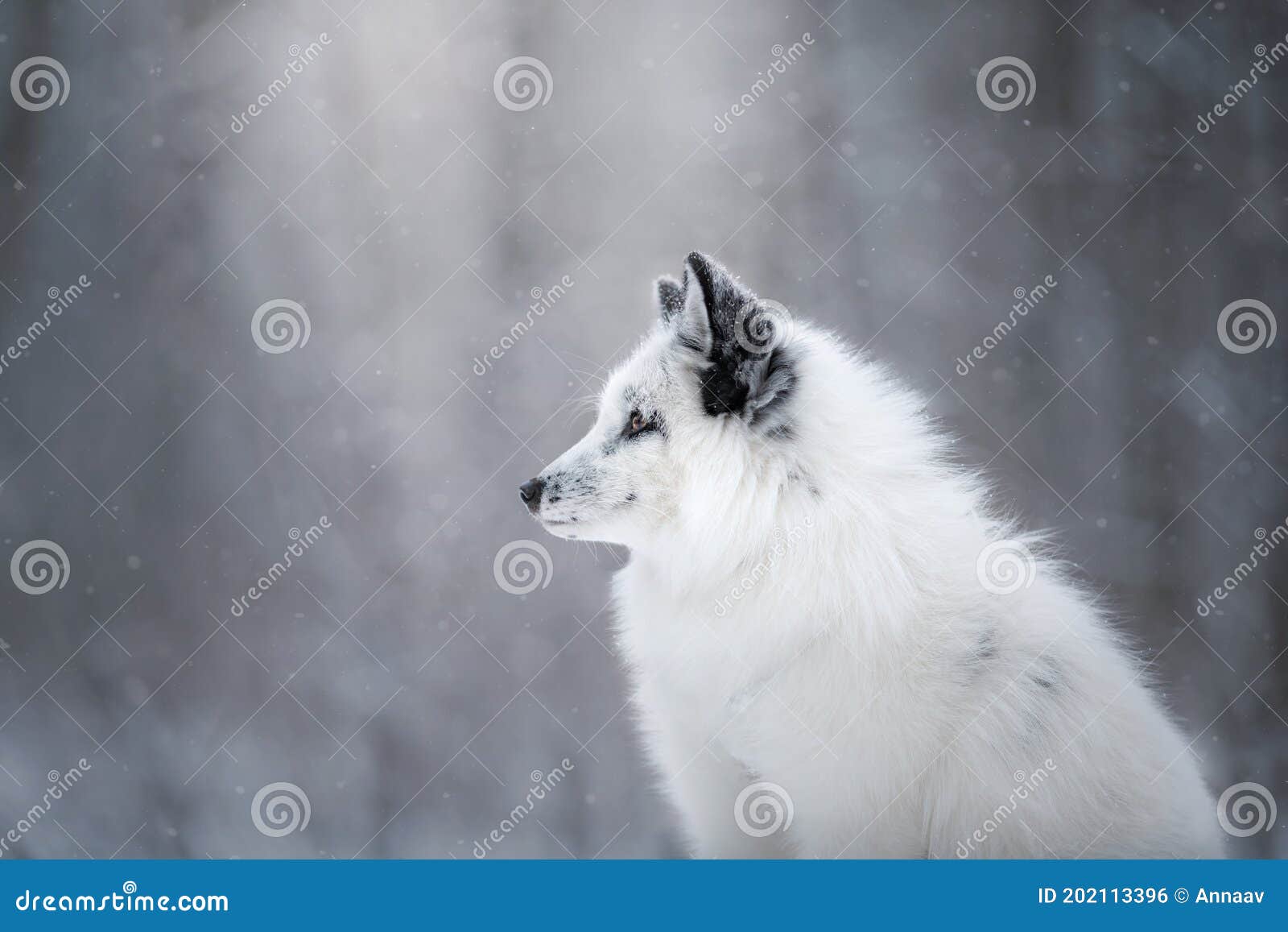 White Fox in the Snow. Wild Animal in Nature Stock Photo Image of